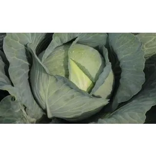 Compra COL TYPHOON F-1 Precisión (10.000 Semillas) en la tienda online Fito Agrícola