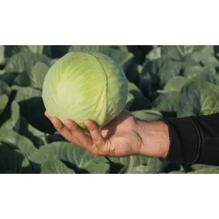 Compra COL KALUGA F-1 Precisión (10.000 Semillas) en la tienda online Fito Agrícola