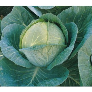 Compra COL NIXON F-1 Precisión (10.000 Semillas) en la tienda online Fito Agrícola