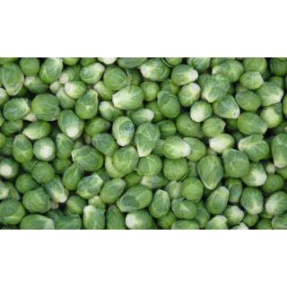 Compra COL DE BRUSELAS DAVLIN F-1 Precisión (10.000 Semillas) en la tienda online Fito Agrícola