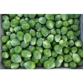 Compra COL DE BRUSELAS SOFIA F-1 Precisión (10.000 Semillas) en la tienda online Fito Agrícola