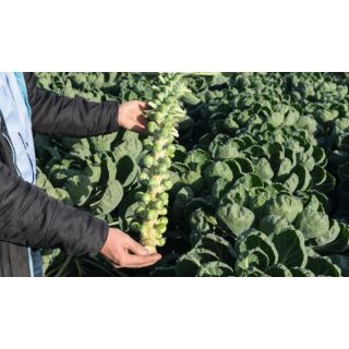 Compra COL DE BRUSELAS HELIOS F-1 Precisión (10.000 Semillas) en la tienda online Fito Agrícola