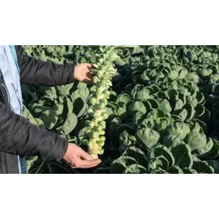 Compra COL DE BRUSELAS HELIOS F-1 Precisión (10.000 Semillas) en la tienda online Fito Agrícola