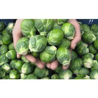 Compra COL DE BRUSELAS DIVINO F1 ECOLÓGICA Precisión (1.000 Semillas) en la tienda online Fito Agrícola