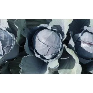 Compra COL LOMBARDA DAVARO F-1 Precisión (10.000 Semillas) en la tienda online Fito Agrícola