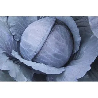 Compra COL LOMBARDA RANCHERO F-1 Precisión (10.000 Semillas) en la tienda online Fito Agrícola