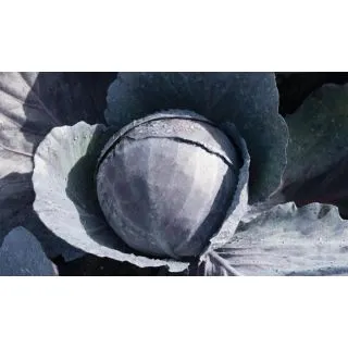 Compra COL LOMBARDA OMERO F-1 Precisión (10.000 Semillas) en la tienda online Fito Agrícola