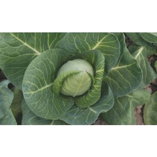 Compra COL ORION F-1 Precisión (10.000 Semillas) en la tienda online Fito Agrícola