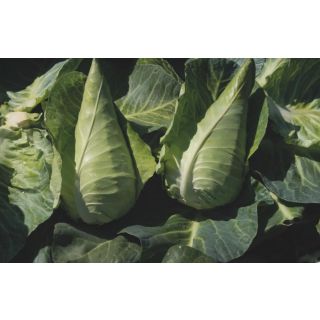 Compra COL ANTONIO F-1 Precisión (10.000 Semillas) en la tienda online Fito Agrícola