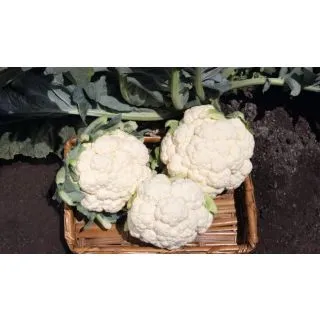 Compra COLIFLOR CANIEGO F-1 Precisión (2.500 Semillas) en la tienda online Fito Agrícola