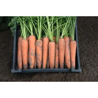 Compra ZANAHORIA BERLÍN F1 Precisión (100.000 Semillas Cal. 2.0 - 2.2 mm.). en la tienda online Fito Agrícola