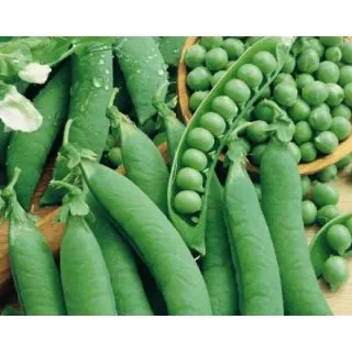 Compra GUISANTE TELEVISION (1 Kgr.) en la tienda online Fito Agrícola