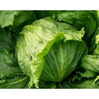 Compra LECHUGA CALBLANQUE Pildora Sphera (25.000 Semillas) en la tienda online Fito Agrícola