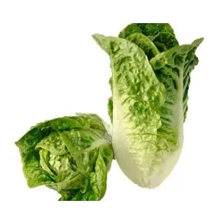 Compra LECHUGA KUDURO Píldora Sphera (25.000 Semillas) en la tienda online Fito Agrícola