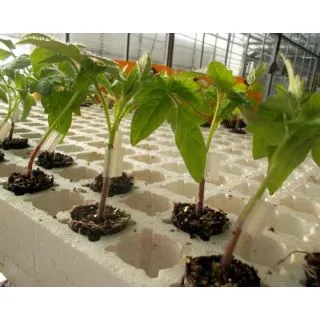 Compra TOMATE FUSAPRO F1 Vilsem (5.000 Semillas) en la tienda online Fito Agrícola