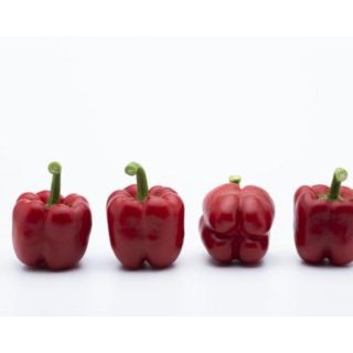 Compra PIMIENTO NYOBI F1 (1000 Semillas) en la tienda online Fito Agrícola