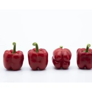 Compra PIMIENTO NYOBI F1 (1000 Semillas) en la tienda online Fito Agrícola