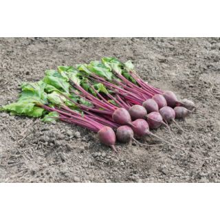 Compra REMOLACHA PALAU F-1 Precisión- NCC (50.000 Semillas) en la tienda online Fito Agrícola