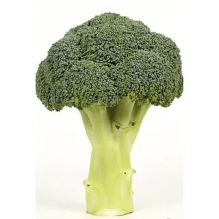 Compra BRÓCOLI SHARD F1 (10.000 Semillas) en la tienda online Fito Agrícola