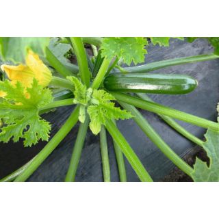 Compra CALABACÍN LADOGA F1 Precisión ECOLÓGICA (100 Semillas) en la tienda online Fito Agrícola