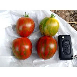 Compra TOMATE LINUXIS F1 (1.000 Semillas). en la tienda online Fito Agrícola