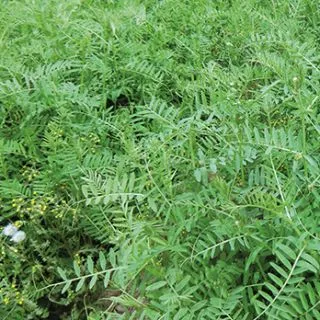 Compra VEZA VILLOSA VILLOTA R2 (25 Kgr.). en la tienda online Fito Agrícola