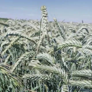 Compra TRITICALE ZUHAT R2 (25 Kgr.). en la tienda online Fito Agrícola