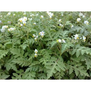 Compra ESPINA COLORADA PION (1 Kgr.). en la tienda online Fito Agrícola