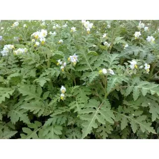 Compra ESPINA COLORADA PION (5 Kgr.). en la tienda online Fito Agrícola