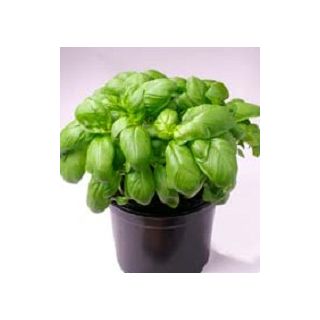 Compra ALBAHACA GENOVESA PISOLO/LUXOR (100 gr.). en la tienda online Fito Agrícola