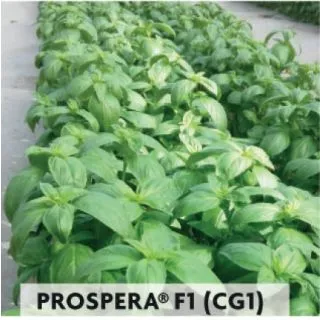 Compra BUSUIOC GENOVEZ PENTRU TĂIERE PROSPERA F1 CG1 (5.000 Semințe) en la tienda online Fito Agrícola