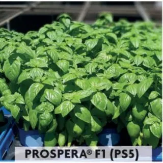 Compra BUSUIOC GENOVEZ IN GHIVECI, FRUNZA MEDIE, PROSPERA F1 PS5 (5.000 SEMINTE) en la tienda online Fito Agrícola