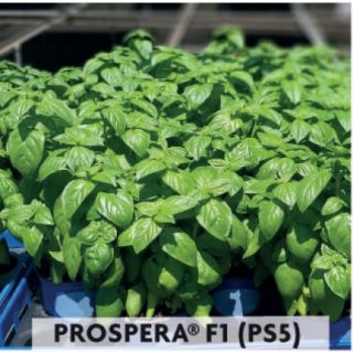 Compra ALBAHACA GENOVESA MACETA HOJA MEDIANA PROSPERA F1 PS5 (25.000 Semillas) en la tienda online Fito Agrícola