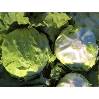 Compra LECHUGA ALQUIBLA Pildorada (10.000 Semillas) en la tienda online Fito Agrícola