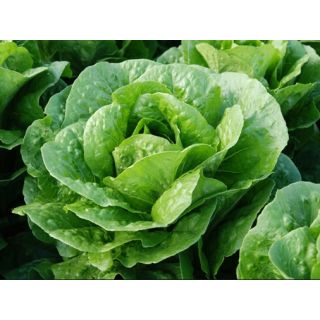 Compra LECHUGA BABIECA Pildorada (10.000 Semillas) en la tienda online Fito Agrícola