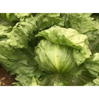 Compra LECHUGA BERRUGUETE Pildorada (10.000 Semillas) en la tienda online Fito Agrícola