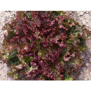 Compra LECHUGA ROLINA Pildorada (5.000 Semillas) en la tienda online Fito Agrícola