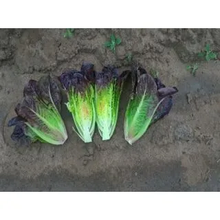 Compra LECHUGA FARAMIR Pildorada (10.000 Semillas) en la tienda online Fito Agrícola