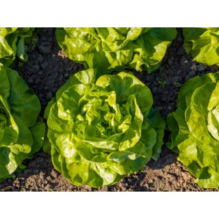 Compra LECHUGA ILONA Pildorada (10.000 Semillas) en la tienda online Fito Agrícola