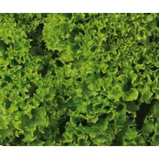 Compra LECHUGA KELI Pildorada (10.000 Semillas) en la tienda online Fito Agrícola