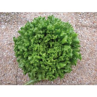 Compra LECHUGA MARITIMA Pildorada (5.000 Semillas) en la tienda online Fito Agrícola