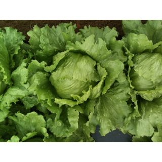 Compra LECHUGA PEDROLA Pildorada (10.000 Semillas) en la tienda online Fito Agrícola