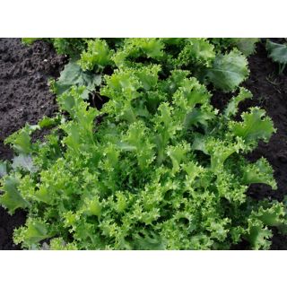 Compra ESCAROLA ATLETA Pildorada (10.000 Semillas) en la tienda online Fito Agrícola