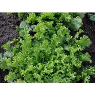 Compra ESCAROLA ATLETA Pildorada (10.000 Semillas) en la tienda online Fito Agrícola