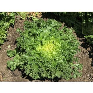 Compra ESCAROLA CARLETA Pildorada (10.000 Semillas) en la tienda online Fito Agrícola