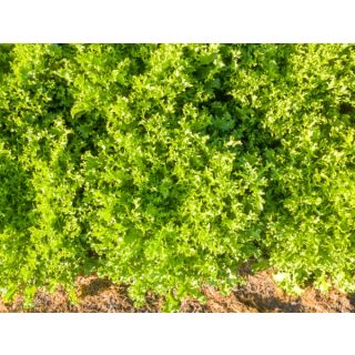 Compra ESCAROLA MYRNA Pildorada (10.000 Semillas) en la tienda online Fito Agrícola