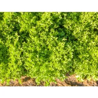 Compra ESCAROLA MYRNA ECOLÓGICA Pildorada (10.000 Semillas) en la tienda online Fito Agrícola