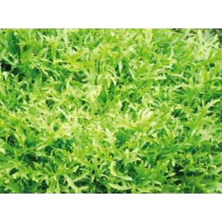 Compra ESCAROLA PRIMAFINE Pildorada (10.000 Semillas) en la tienda online Fito Agrícola