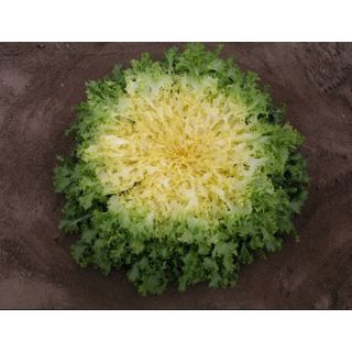 Compra ESCAROLA SENTERA Pildorada (10.000 Semillas) en la tienda online Fito Agrícola