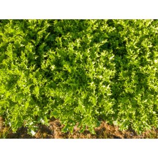 Compra ESCAROLA TEBAS Pildorada (10.000 Semillas) en la tienda online Fito Agrícola